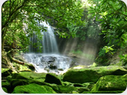 Jungle Safari, Brazil