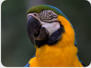 Bird Park Tour Brazil