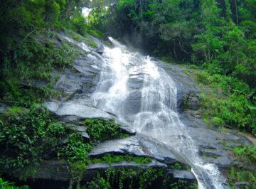 tropical-jungle-in-brazil